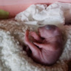 Meet your Posher, Loner